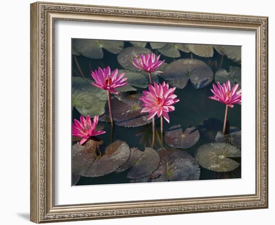 Burma, Sittwe, Beautiful Lotus Flowers Bloom in Rainwater Pond on Outskirts of Sittwe, Myanmar-Nigel Pavitt-Framed Photographic Print