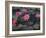 Burma, Sittwe, Beautiful Lotus Flowers Bloom in Rainwater Pond on Outskirts of Sittwe, Myanmar-Nigel Pavitt-Framed Photographic Print