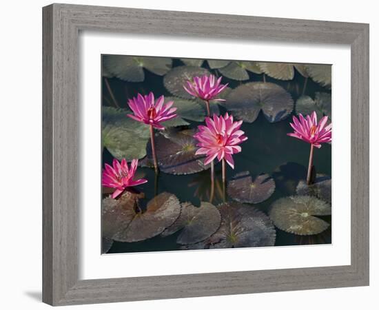 Burma, Sittwe, Beautiful Lotus Flowers Bloom in Rainwater Pond on Outskirts of Sittwe, Myanmar-Nigel Pavitt-Framed Photographic Print