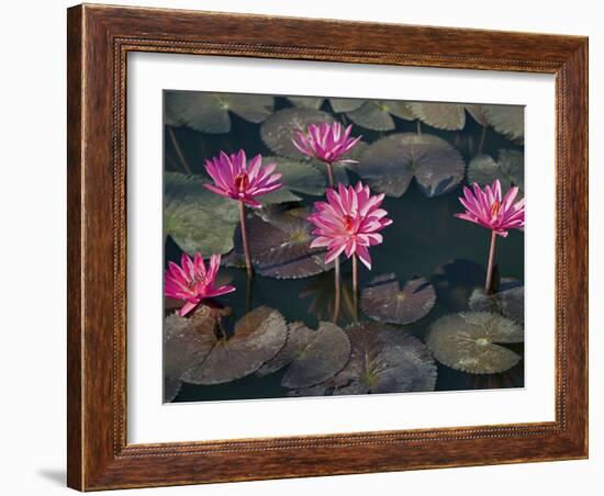 Burma, Sittwe, Beautiful Lotus Flowers Bloom in Rainwater Pond on Outskirts of Sittwe, Myanmar-Nigel Pavitt-Framed Photographic Print