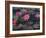 Burma, Sittwe, Beautiful Lotus Flowers Bloom in Rainwater Pond on Outskirts of Sittwe, Myanmar-Nigel Pavitt-Framed Photographic Print