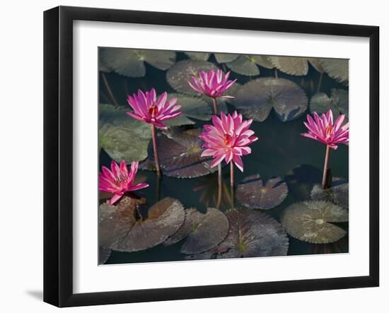 Burma, Sittwe, Beautiful Lotus Flowers Bloom in Rainwater Pond on Outskirts of Sittwe, Myanmar-Nigel Pavitt-Framed Photographic Print