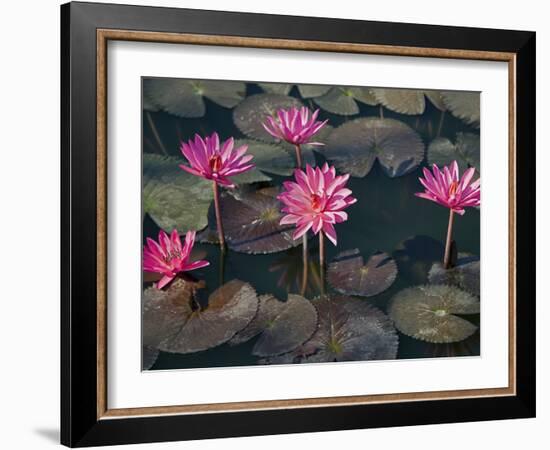 Burma, Sittwe, Beautiful Lotus Flowers Bloom in Rainwater Pond on Outskirts of Sittwe, Myanmar-Nigel Pavitt-Framed Photographic Print