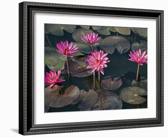 Burma, Sittwe, Beautiful Lotus Flowers Bloom in Rainwater Pond on Outskirts of Sittwe, Myanmar-Nigel Pavitt-Framed Photographic Print