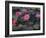 Burma, Sittwe, Beautiful Lotus Flowers Bloom in Rainwater Pond on Outskirts of Sittwe, Myanmar-Nigel Pavitt-Framed Photographic Print