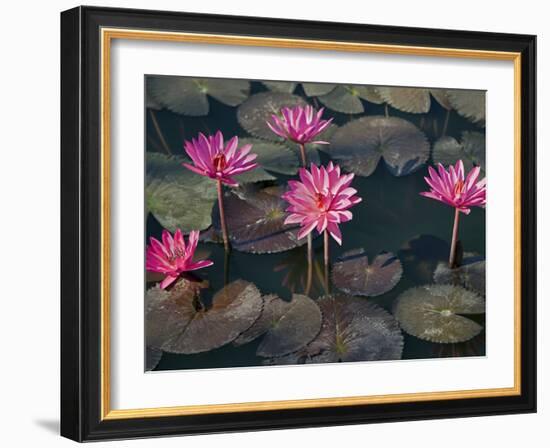 Burma, Sittwe, Beautiful Lotus Flowers Bloom in Rainwater Pond on Outskirts of Sittwe, Myanmar-Nigel Pavitt-Framed Photographic Print