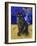 Burmese Cat, Series I-Isy Ochoa-Framed Giclee Print