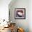 Burmese Cat, Series II-Isy Ochoa-Framed Giclee Print displayed on a wall