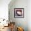 Burmese Cat, Series II-Isy Ochoa-Framed Giclee Print displayed on a wall