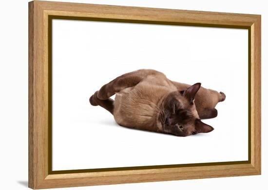 Burmese Cat-Fabio Petroni-Framed Premier Image Canvas