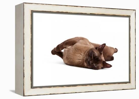 Burmese Cat-Fabio Petroni-Framed Premier Image Canvas