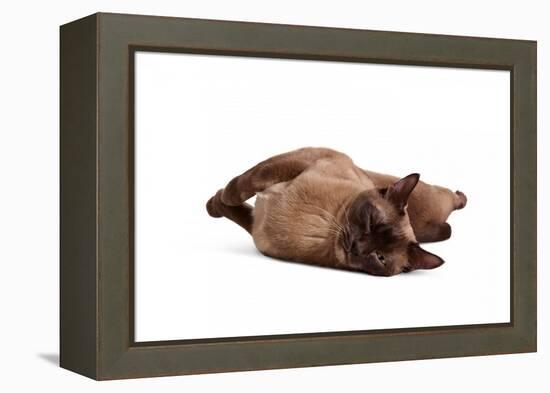 Burmese Cat-Fabio Petroni-Framed Premier Image Canvas