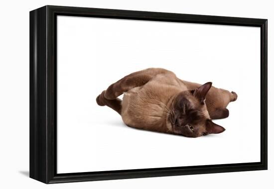 Burmese Cat-Fabio Petroni-Framed Premier Image Canvas