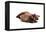 Burmese Cat-Fabio Petroni-Framed Premier Image Canvas