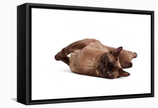 Burmese Cat-Fabio Petroni-Framed Premier Image Canvas