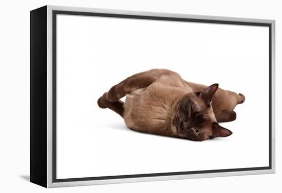 Burmese Cat-Fabio Petroni-Framed Premier Image Canvas