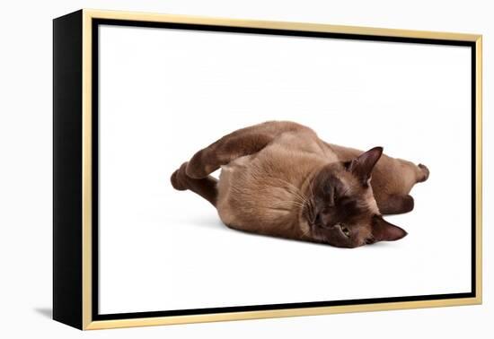Burmese Cat-Fabio Petroni-Framed Premier Image Canvas