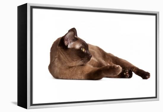 Burmese Cat-Fabio Petroni-Framed Premier Image Canvas