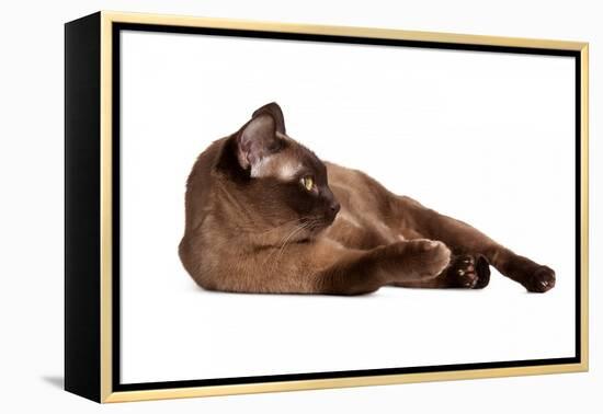 Burmese Cat-Fabio Petroni-Framed Premier Image Canvas