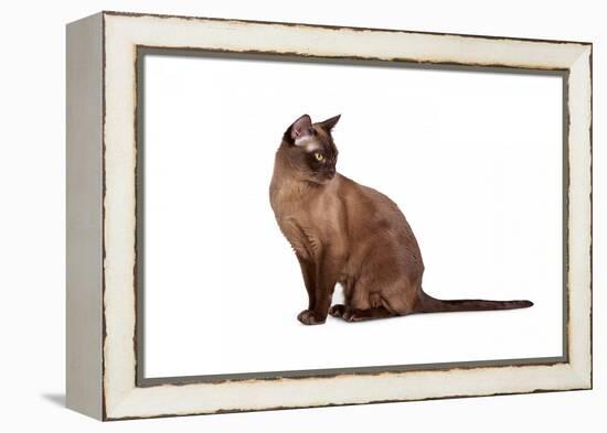 Burmese Cat-Fabio Petroni-Framed Premier Image Canvas