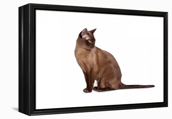 Burmese Cat-Fabio Petroni-Framed Premier Image Canvas