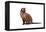 Burmese Cat-Fabio Petroni-Framed Premier Image Canvas