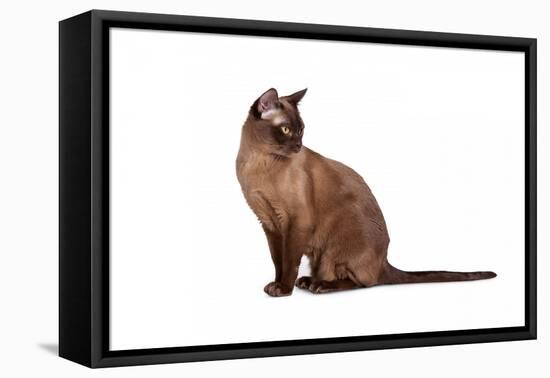 Burmese Cat-Fabio Petroni-Framed Premier Image Canvas