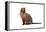 Burmese Cat-Fabio Petroni-Framed Premier Image Canvas