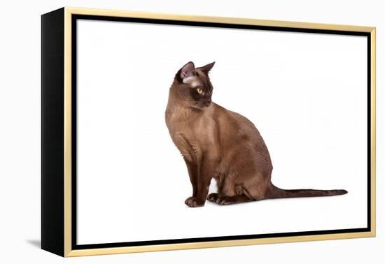 Burmese Cat-Fabio Petroni-Framed Premier Image Canvas