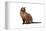 Burmese Cat-Fabio Petroni-Framed Premier Image Canvas