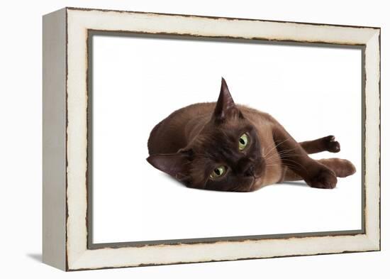 Burmese Cat-Fabio Petroni-Framed Premier Image Canvas