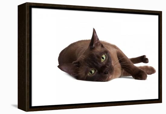 Burmese Cat-Fabio Petroni-Framed Premier Image Canvas