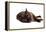 Burmese Cat-Fabio Petroni-Framed Premier Image Canvas