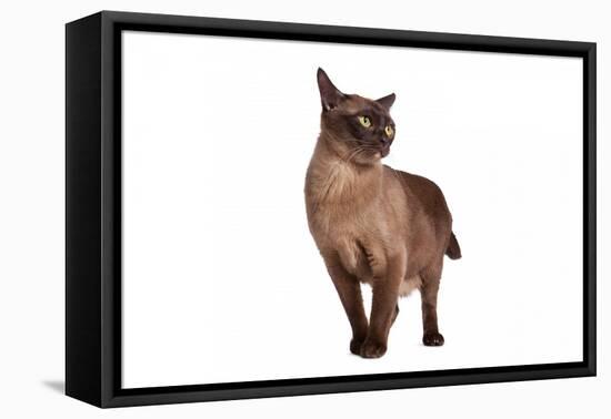 Burmese Cat-Fabio Petroni-Framed Premier Image Canvas