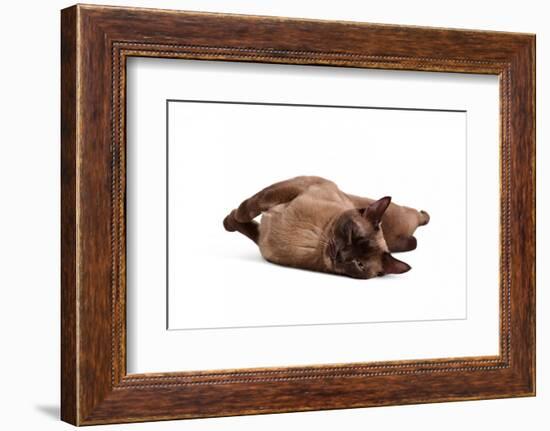 Burmese Cat-Fabio Petroni-Framed Photographic Print