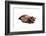 Burmese Cat-Fabio Petroni-Framed Photographic Print