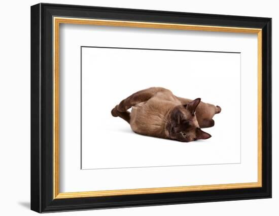 Burmese Cat-Fabio Petroni-Framed Photographic Print