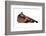 Burmese Cat-Fabio Petroni-Framed Photographic Print