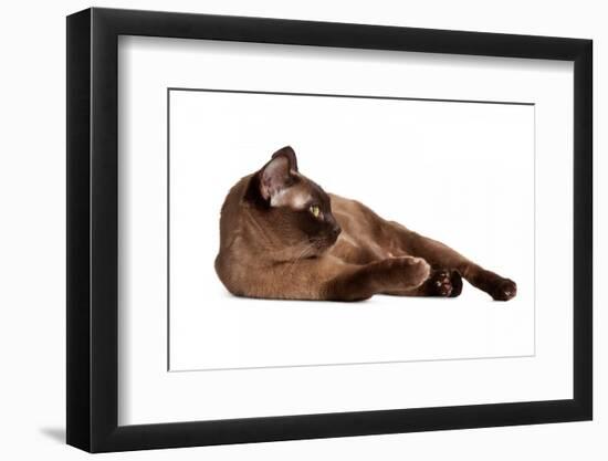 Burmese Cat-Fabio Petroni-Framed Photographic Print