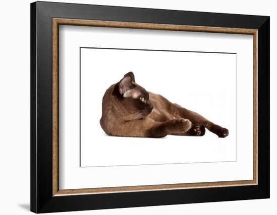 Burmese Cat-Fabio Petroni-Framed Photographic Print