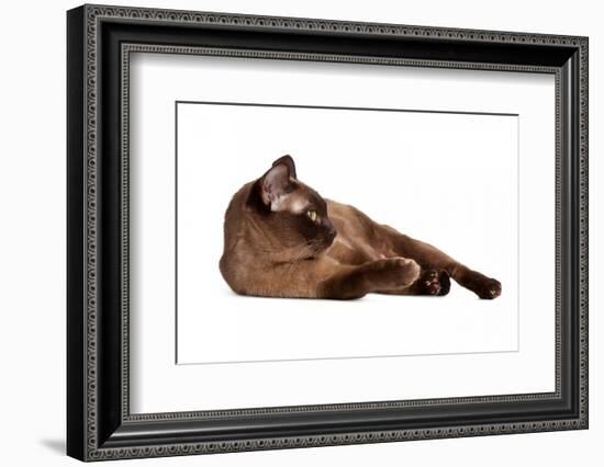 Burmese Cat-Fabio Petroni-Framed Photographic Print