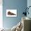 Burmese Cat-Fabio Petroni-Photographic Print displayed on a wall