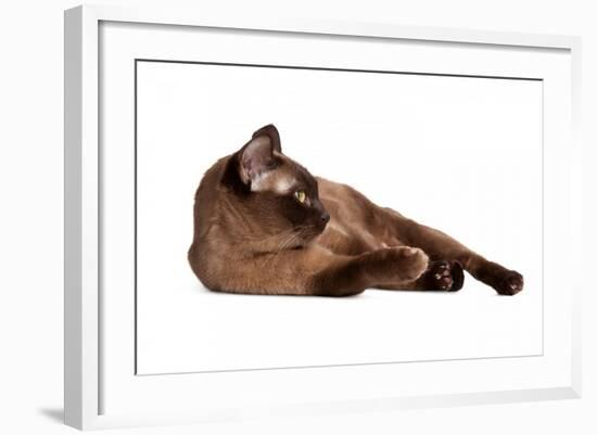 Burmese Cat-Fabio Petroni-Framed Photographic Print