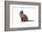 Burmese Cat-Fabio Petroni-Framed Photographic Print