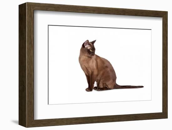 Burmese Cat-Fabio Petroni-Framed Photographic Print