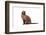 Burmese Cat-Fabio Petroni-Framed Photographic Print