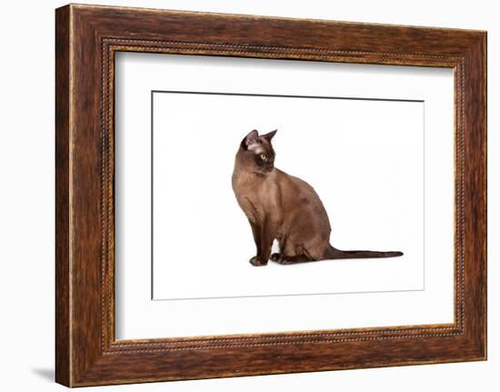 Burmese Cat-Fabio Petroni-Framed Photographic Print