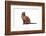 Burmese Cat-Fabio Petroni-Framed Photographic Print