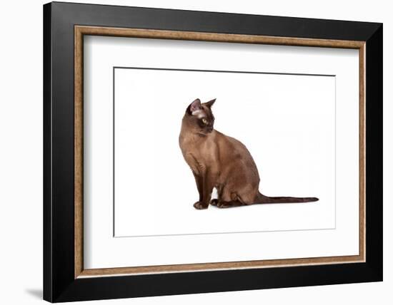 Burmese Cat-Fabio Petroni-Framed Photographic Print