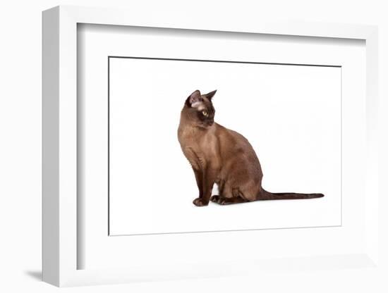 Burmese Cat-Fabio Petroni-Framed Photographic Print